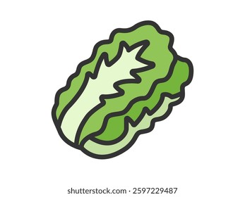 Illustration of Chinese cabbage icon (line drawing color).