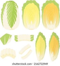 Illustration of Chinese cabbage of various shapes