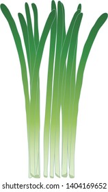 Illustration of the Chinese chive