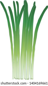 Illustration of the Chinese chive