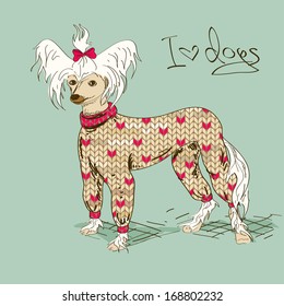 Illustration with Chinese Crested dog dressed in knitted clothes