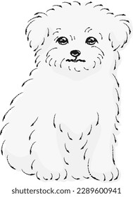 Illustration of Chiwamaru (Chihuahua and Maltese mixed dog)
