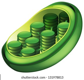 Illustration of a chloroplast