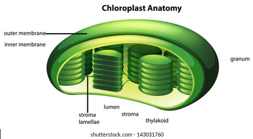 Illustration of the Chloroplast