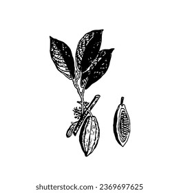 Illustration of chocolate cocoa beans. Hand drawn, engraving style, vector.


