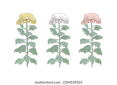 Ilustración de la flor de crisantemo, ilustración vectorial