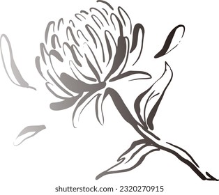 An illustration of chrysanthemum flowers drawn with ink.