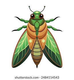 Illustration of cicada insect on white