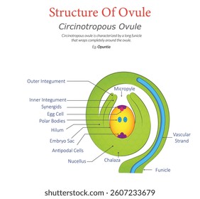 An illustration of a circinotropous ovule, showing its coiled structure with labeled parts like nucellus, integuments, chalaza, micropyle, and funiculus.