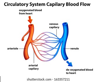 Illustration of the Circulatory System - Capilary blood flow on a white background