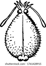 An illustration of a Cirrhoteuthis Mulleri, a species of octopus, vintage line drawing or engraving illustration.