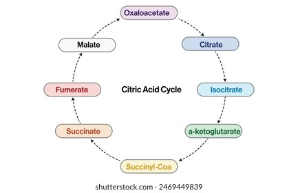 Illustration of Citric Acid Cycle on White Background Demonstrating Biochemical Pathway in Cellular Respiration.