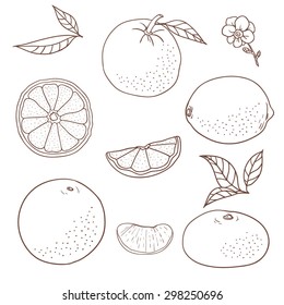 Illustration of citrus fruits. Linear hand-drawing. Vector illustration.