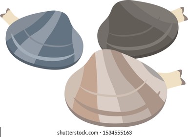 Illustration of a clam, shellfish.