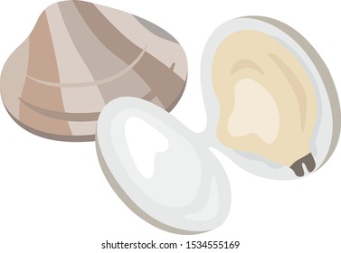 Illustration of a clam, shellfish.