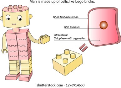 The illustration clearly demonstrates the structure of a person from cells.Man is made up of cells, like Lego bricks.Shell. Cell membrane.
Intracellular. Cell nucleus.Stylizecartoon image.Vector.