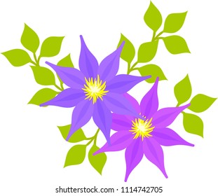 The illustration of clematis