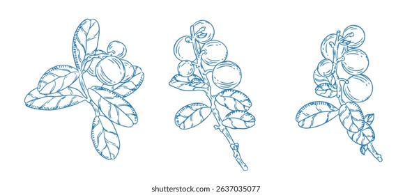 illustration, clipart, elements, seamless, pattern, vector, berry