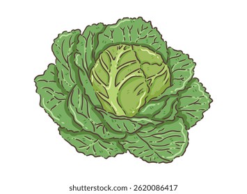 ilustração, clipart, elementos, vegetal, Repolho