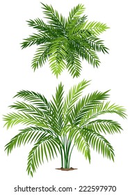 Illustration of a close up chamaedorea