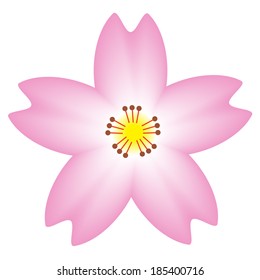 Illustration of close up cherry blossom flower