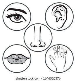 Illustration close up five senses, person art line. Sight, hearing, smell, taste, touch