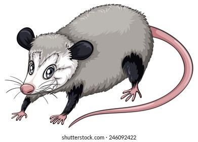 Illustration of a  close up opossum