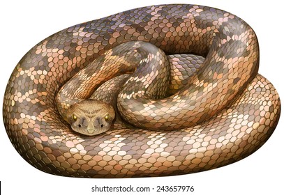 Illustration Of A Close Up Rattle Snake