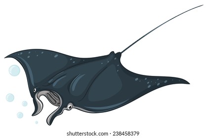 Illustration of a close up stingray