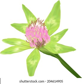 illustration with clover in green leaves isolated on white background