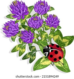 Illustration with clover and ladybug.Ladybug on clover flowers in vector illustration.