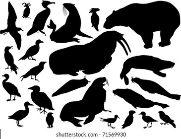 illustration with coastal birds and animals isolated on white