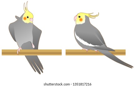 Illustration of cockatiel