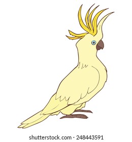 Illustration of cockatoo