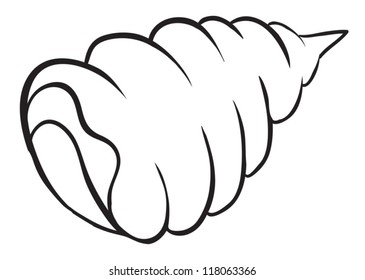 illustration of a cockleshell on a white background