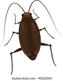 illustration cockroach