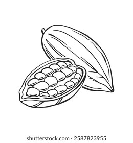 Illustration of cocoa beans, pods and leaves. Sketch, monochrome black and white illustration