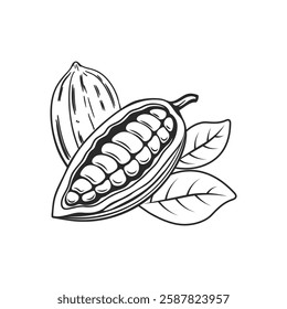 Illustration of cocoa beans, pods and leaves. Sketch, monochrome black and white illustration