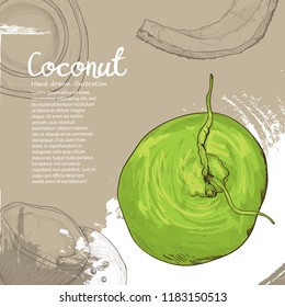 illustration  of coconut on background design. fruit background. coconut element.