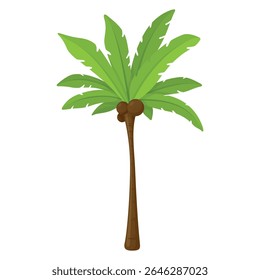Illustration of coconut palm tree isolated on white background for summer design and tropical themes