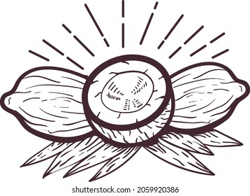 ilustración del vector de coco. Ideal para colorear libros y frutas.