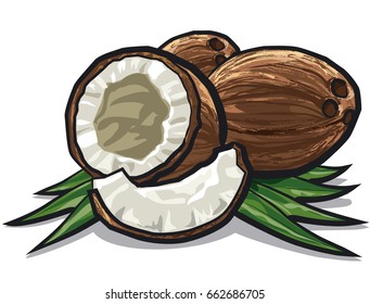 illustration of coconuts cracked with leaves