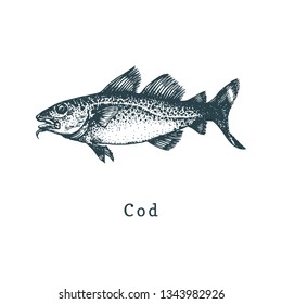 Illustration of codfish. Fish sketch in vector. Drawn seafood in engraving style. Used for canning jar sticker, shop label etc.