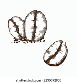 Illustration of a coffee bean