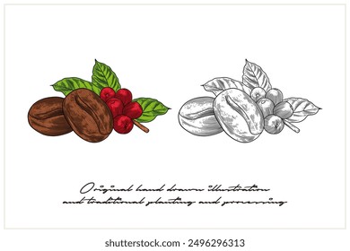 illustration of coffee beans in engraving style