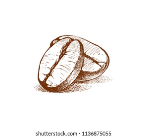 illustration of coffee beans, vector image of coffee