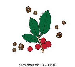 Illustration of the Coffee Plant  Vector