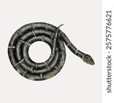 Illustration of a coiled snake with intricate patterns. The snake is coiled in a circular shape, showcasing detailed scales and a textured body. Vintage illustration isolated on white, vector.