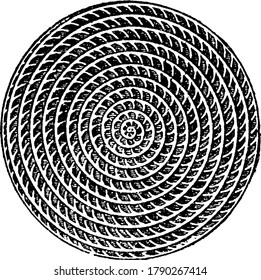 An illustration of a coin shell, vintage line drawing or engraving illustration.