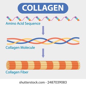 Illustration of collagen formation from amino acids